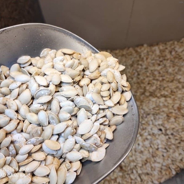 تخمه کدو پخته_4