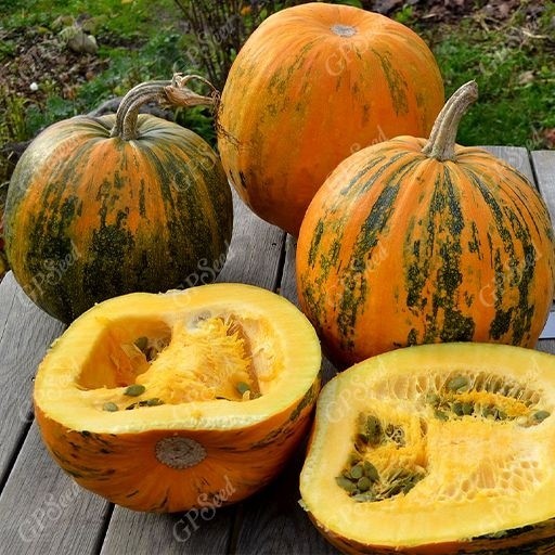تخمه کدو پوست کاغذی_3