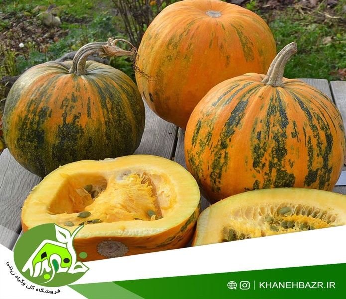 تخمه کدو پوست کاغذی_9