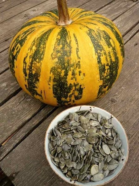 تخمه کدو کاغذی_2