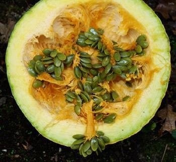 تخمه کدو کاغذی_4