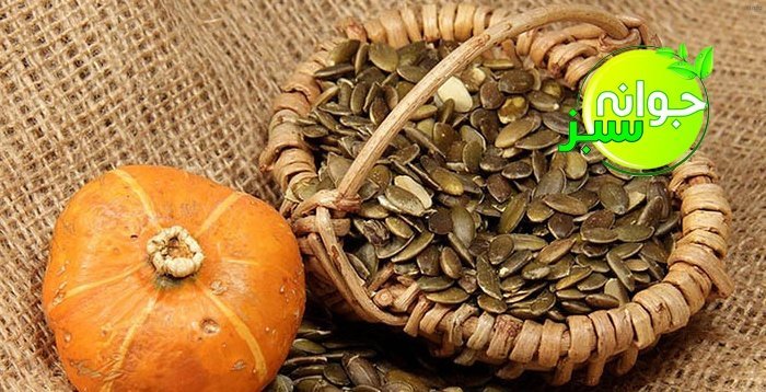 تخمه کدو کاغذی_6