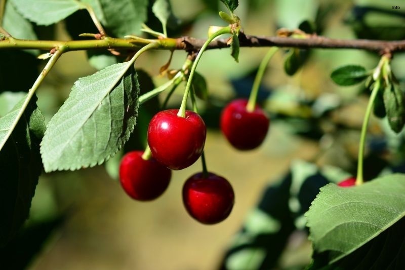 خواص آلبالو برای تنبلی تخمدان_4
