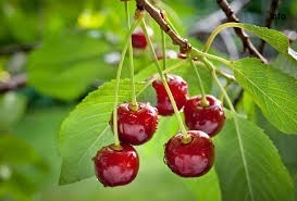 خواص آلبالو برای روده_1