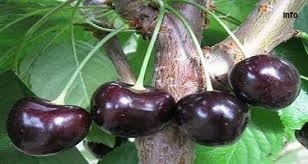 خواص آلبالو برای زن باردار_1