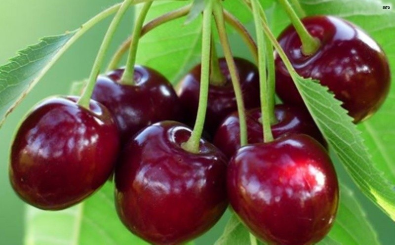 خواص آلبالو برای قاعدگی_2