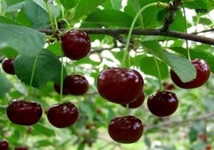 خواص آلبالو برای کودکان_5