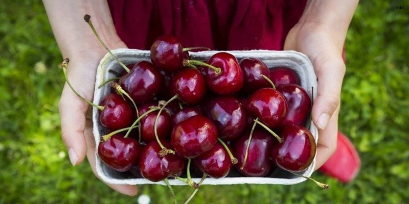 خواص آلبالو برای کیسه صفرا_8
