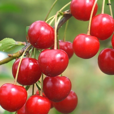 خواص آلبالو تلخ_10