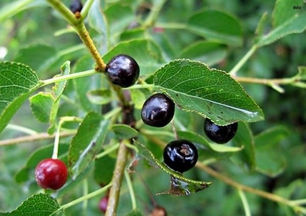 خواص آلبالو تلخ_6