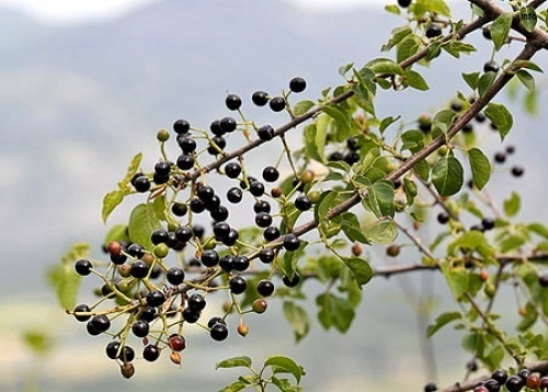 خواص آلبالو تلخ_7