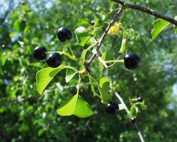 خواص آلبالو تلخ_9