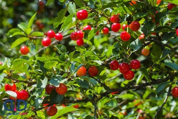 خواص آلبالو جنگلی_3