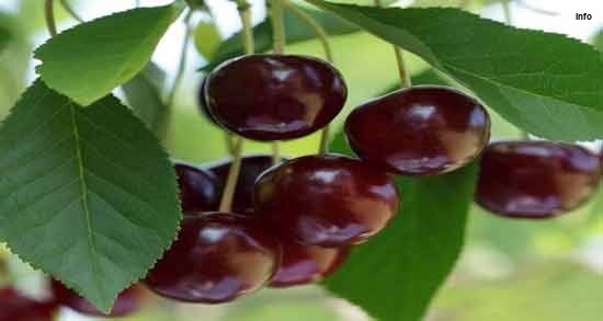 خواص آلبالو جنگلی_4