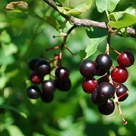 خواص آلبالو جنگلی_5