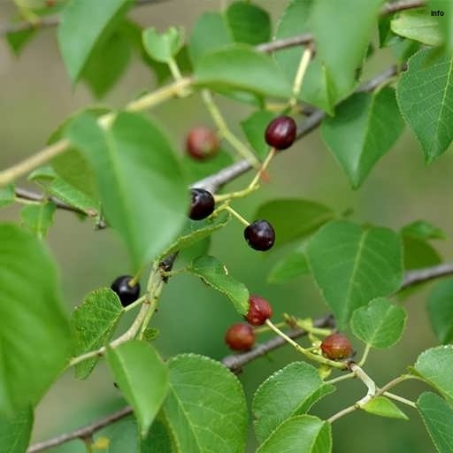 خواص آلبالو جنگلی_6