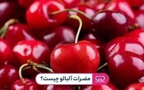 خواص آلبالو در طب اسلامی_1