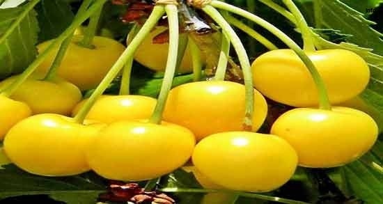 خواص آلبالو زرد_3