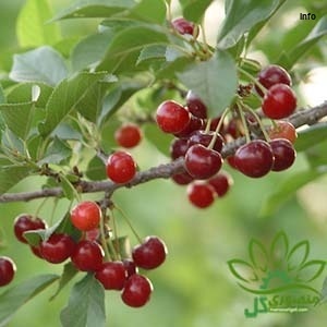 خواص آلبالو مجاری_9