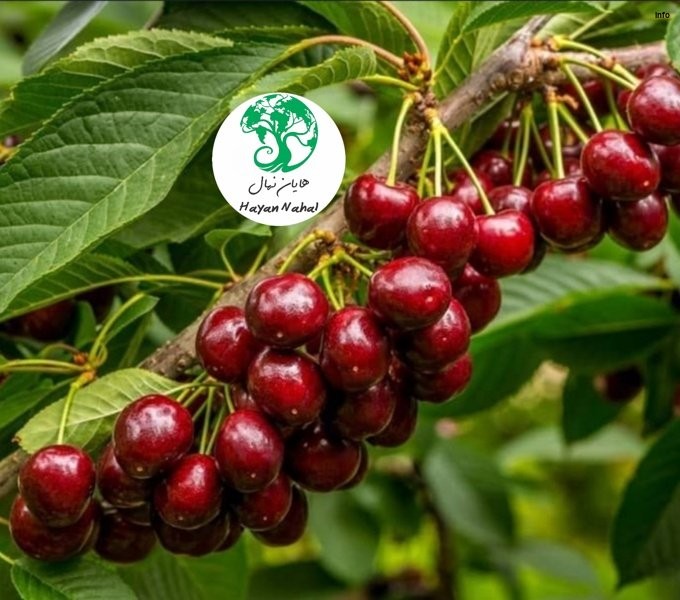 خواص آلبالو مجاری_2