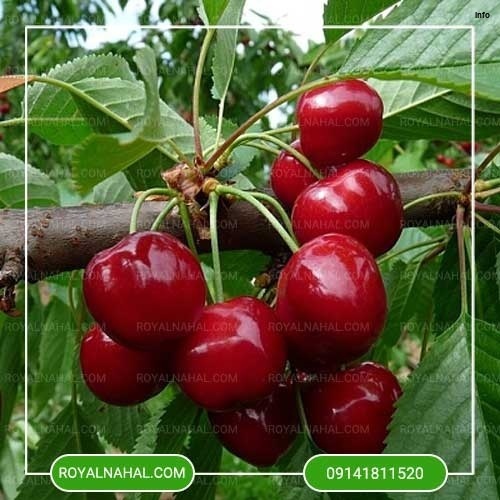 خواص آلبالو مجاری_3