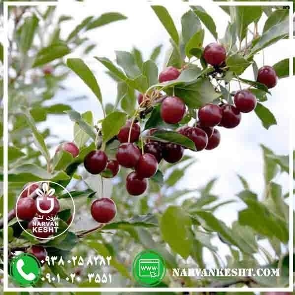 خواص آلبالو مجاری_5
