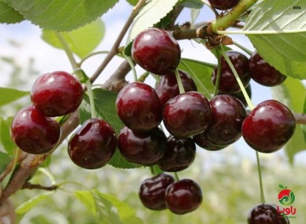 خواص آلبالو وحشی_8