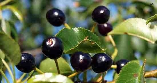 خواص آلبالو وحشی چای درخت بلالوک_1