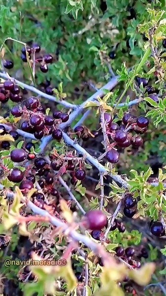 خواص آلبالو وحشی چای درخت بلالوک_2