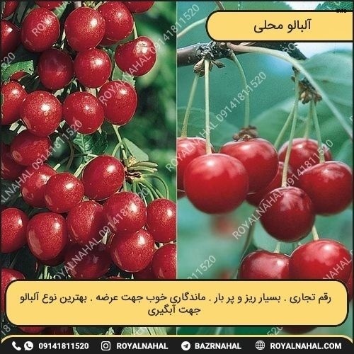 خواص آلبالو پیوندی_10