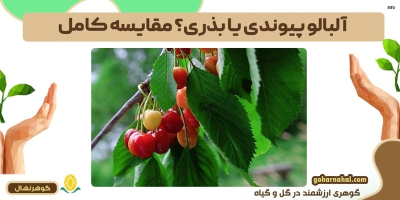 خواص آلبالو پیوندی_6