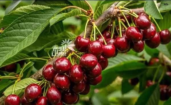 خواص آلبالو پیوندی_8