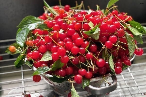 خواص آلبالو چیه_7