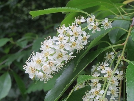 خواص آلبالو کوهی_5