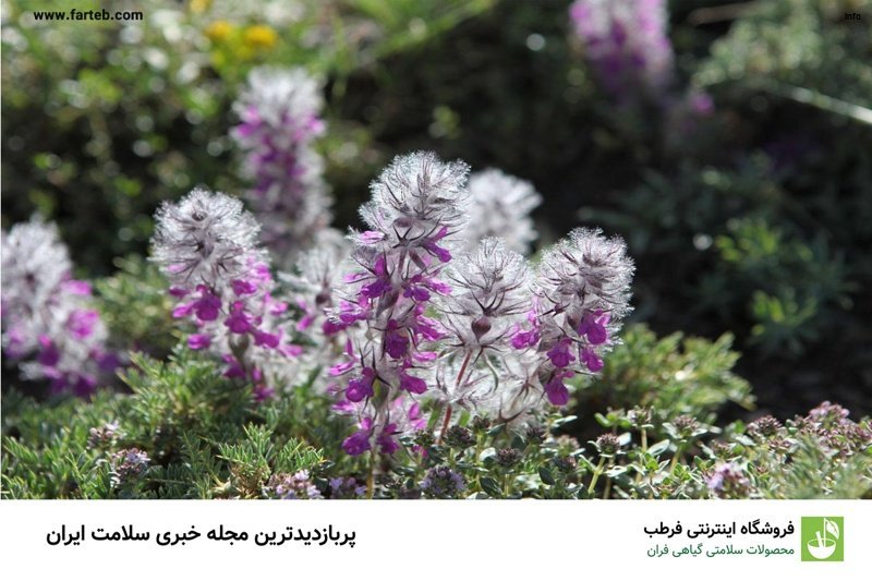 خواص آلبالو کوهی_7