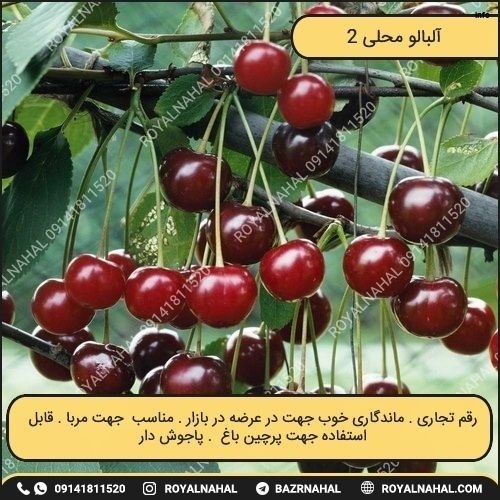 خواص آلبالو گیلاس پیوندی_10