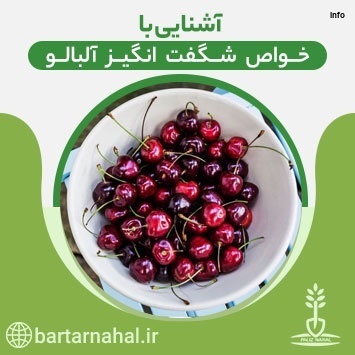 خواص آلبالو گیلاس پیوندی_7