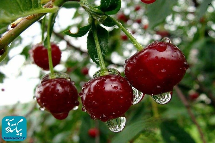 خواص آلبالو گیلاسی در طب سنتی_7