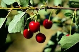 خواص اب البالو ناشتا_1