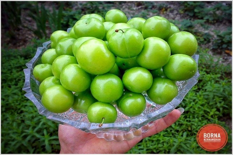 خواص اب گوجه سبز_9