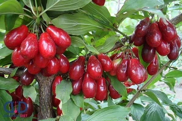 خواص البالو اخته_3