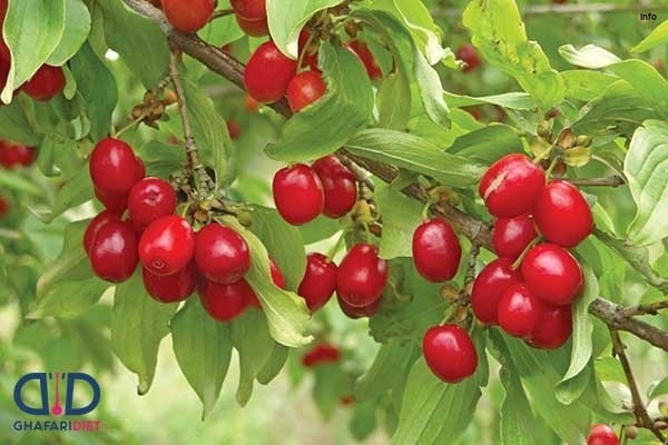 خواص البالو اخته_7