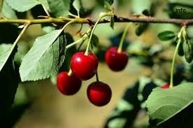 خواص البالو در پریودی_1