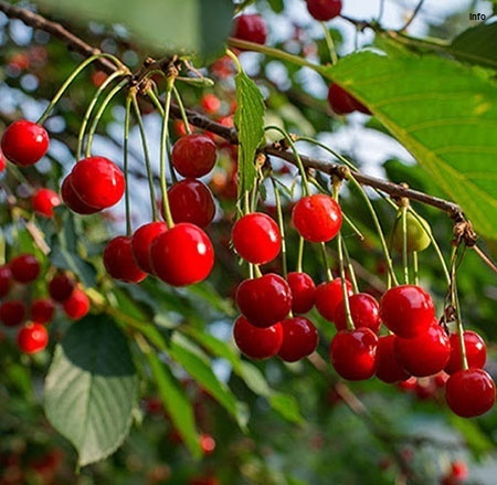 خواص البالو و گیلاس_6