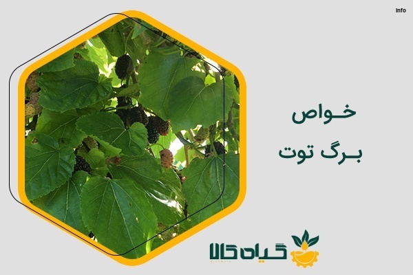 خواص برگ توت فرنگی چیست_3