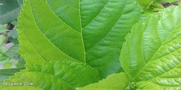 خواص برگ توت فرنگی چیست_5