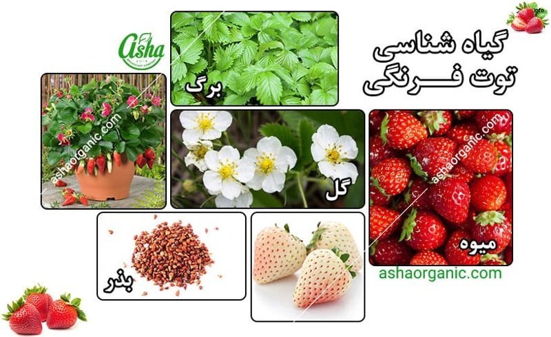 خواص برگ توت فرنگی چیست_8