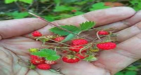 خواص برگ توت فرنگی چیست_9