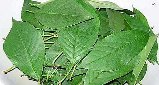 خواص برگ گیلاس در طب سنتی_1