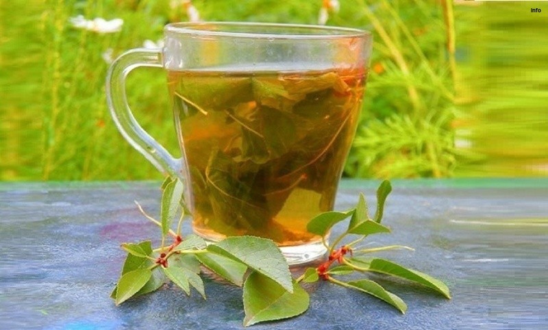 خواص برگ گیلاس در طب سنتی_2